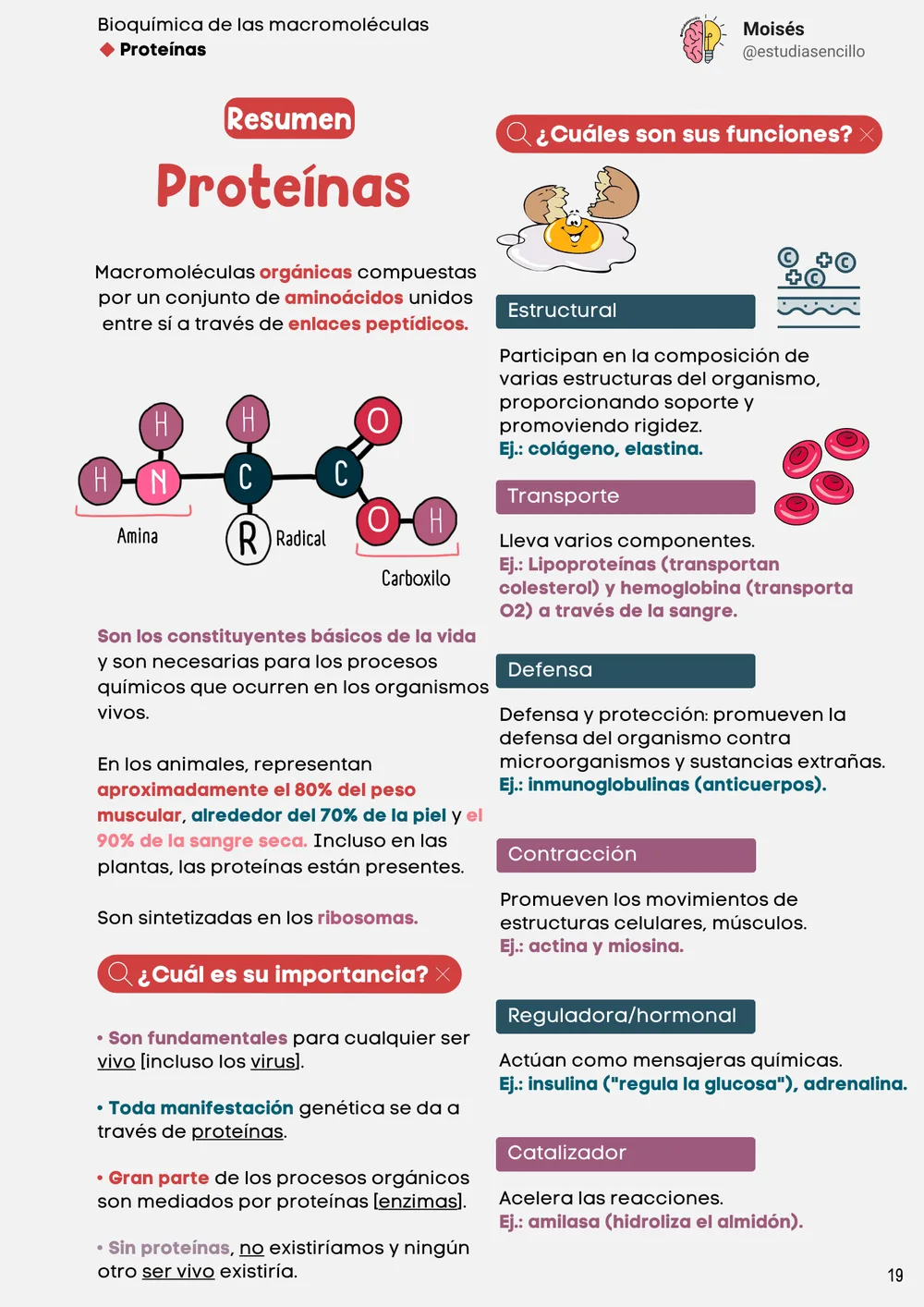 Muestra 10: página con esquema de regulación enzimática