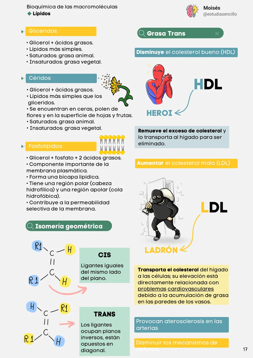 Muestra 11: página con mapa mental de vitaminas