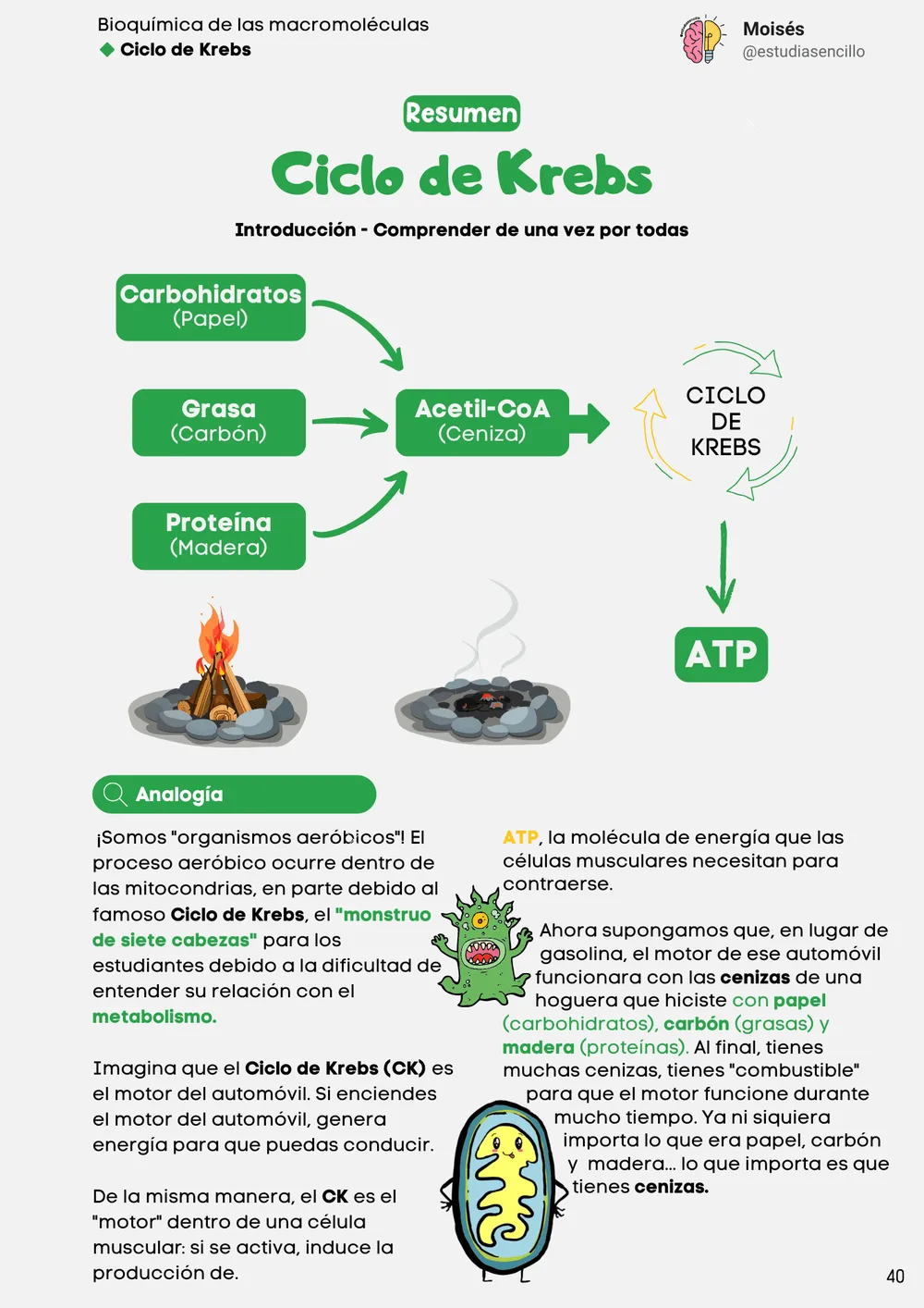 Muestra 4: página con resumen de enzimas
