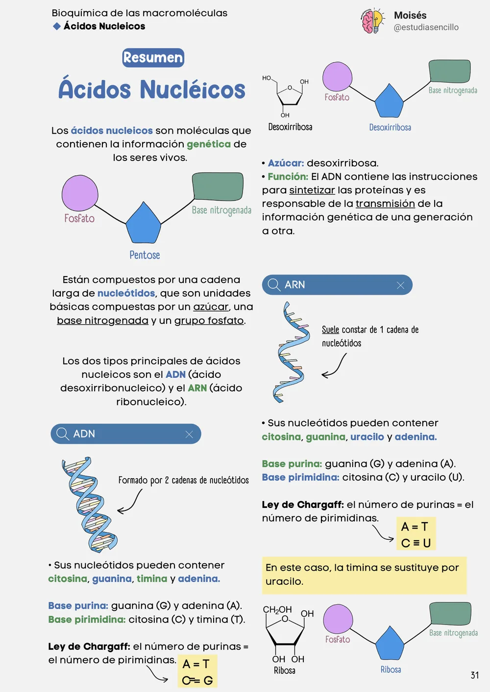 Muestra 5: página con mapa mental de metabolismo