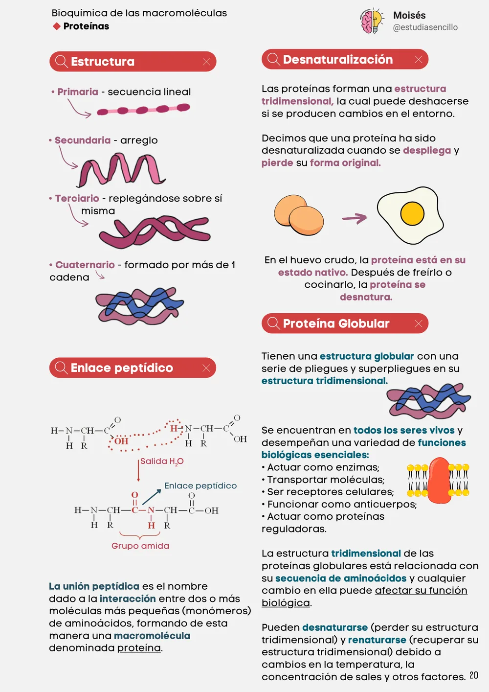 Muestra 9: página con resumen de ácidos nucleicos