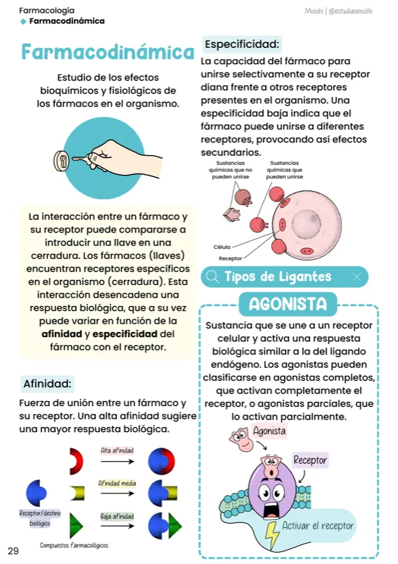 Página de muestra: esquema visual del material